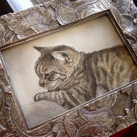 my old cat